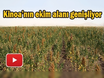 Ağrı'da ''kinoa''nın ekim alanı genişliyor