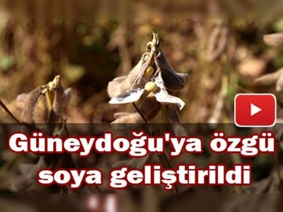 Şanlıurfa'da soya yetiştirilmeye başlandı