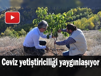 Gümüşhane'de ceviz yetiştiriciliği yaygınlaşıyor