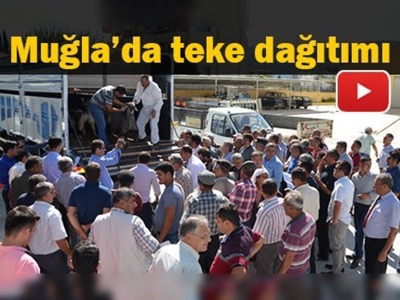 Muğla'da 126 tane kıl keçisi tekesi oğlağı dağıtıldı