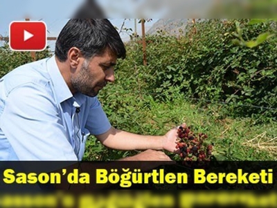 Sason'da tütüne alternatif böğürtlen yetiştiriliyor