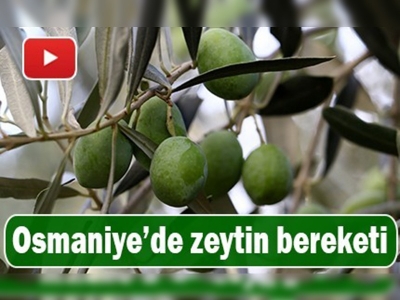 Atıl arazilerde zeytin bereketi