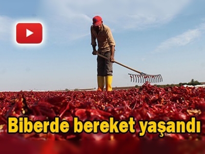 Adıyamanlı çiftçilerin yüzü biberle güldü