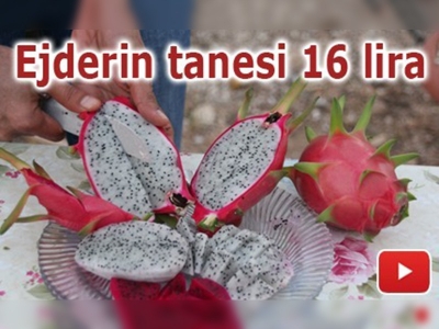 Ejderin tanesi 16 lira