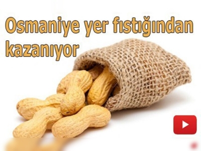 Osmaniye'de yer fıstığı sanayii ve istihdamı genişliyor