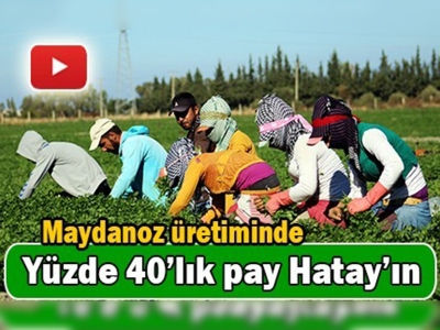 Türkiye'nin maydanozu Hatay'dan