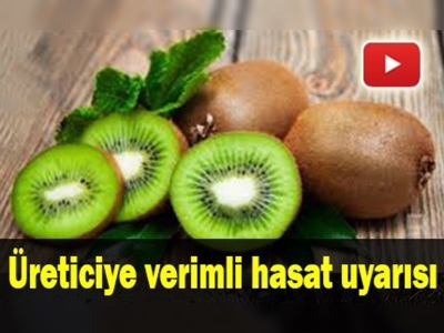 Kivi hasadında ince ayar