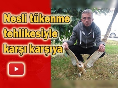 Yaralı peçeli baykuşa acil müdahale