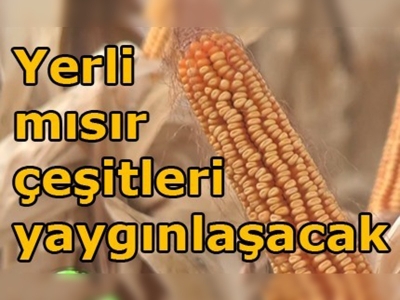 Şanlıurfa'da yerli mısır çeşitleri tanıtıldı