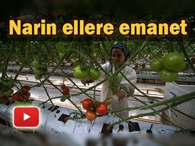 Kışlık sebzeler narin ellere emanet