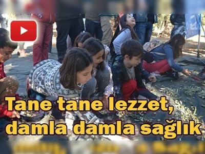 Milas'ta Zeytin Hasat Şenliği'nin 3.'sü yapıldı