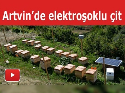 Ayılara elektroşoklu önlem