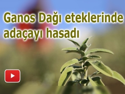 Adaçayının zahmetli hasadı