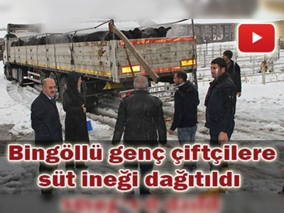 245 süt ineği dağıtıldı