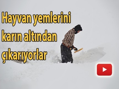 Kar altında yem