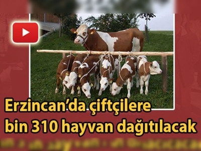 Süt parasına karşılık düve