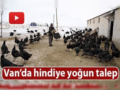 Yılbaşı sofralarına yayla hindisi