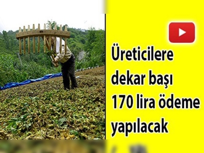 Fındıkta alan bazlı gelir desteği