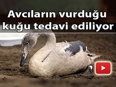 Yaralı kuğu tedavi altına alındı