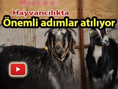 Felahiye'de hayvancılık gelişiyor