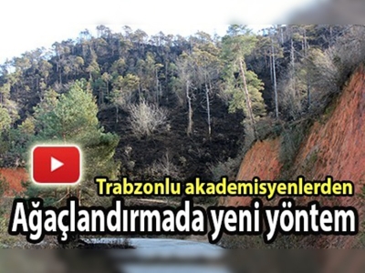 Sarıçamlardan ''tohum'' alacaklar