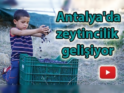 Zeytin Antalyalı çiftçinin yüzünü güldürüyor