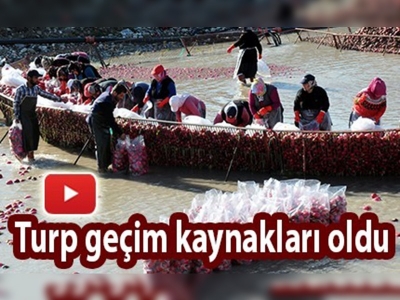 Kış aylarının ekmek kapısı: turp