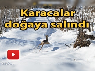 Tedavileri yapılan karacalar doğada