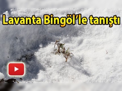 Bingöl'de lavanta kokusu