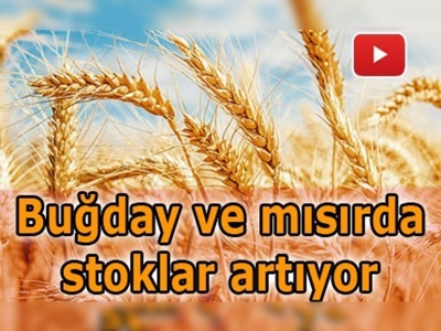 Dünya Buğday Stoklarının 235 Milyon Tona Ulaşacak