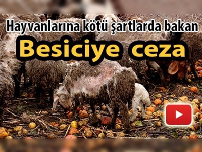 Hayvanlarına bakmayan besiciye ceza