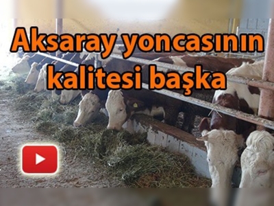 Yoncanın adresi ''Aksaray''