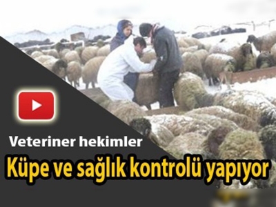 Muş'ta küçükbaş hayvan tespit çalışmaları