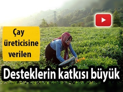 Organik çay üretimi artıyor