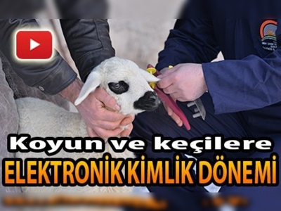 Koyun ve keçilere elektronik kimlik dönemi