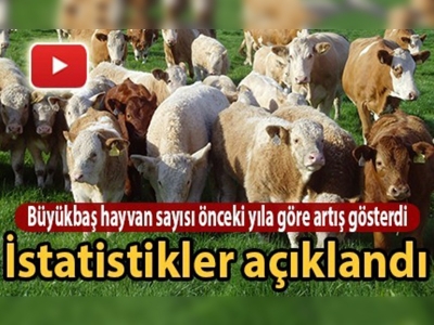 2016 Yılı hayvansal üretim istatistikleri açıklandı