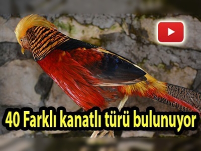 Evinde 400'e yakın hayvan besliyor