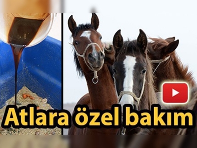 Safkan atlara özel menü