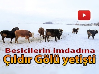 Hayvanlarını gölde suluyorlar