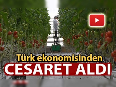 Topraksız sera kurdu