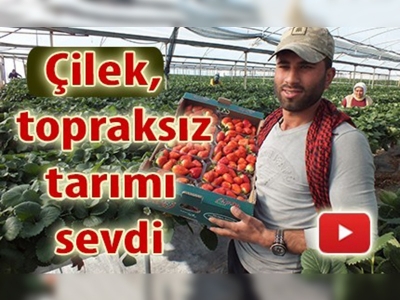 Çilek üretiminde topraksız tarım farkı