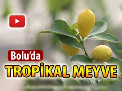 Bolu'da tropikal meyve