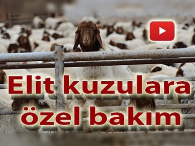 Elit kuzulara özel bakım