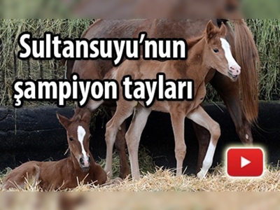 Sultansuyu'nun şampiyon tayları