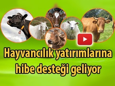 Hayvancılık yatırımlarına hibe desteği geliyor