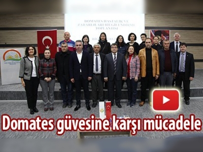 Domates güvesine karşı mücadele