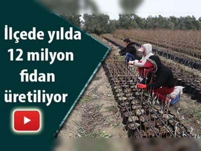 Samandağ'da yetişen fidanlar dünyaya gidiyor