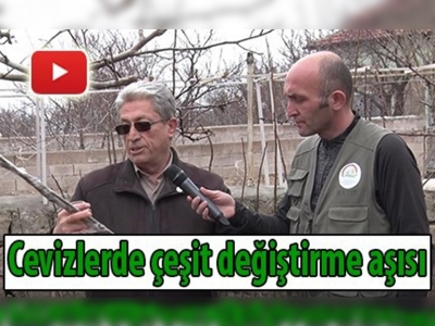 Cevizlerde çeşit değiştirme aşısı 