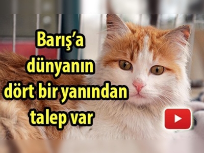 Yavru kediye büyük ilgi