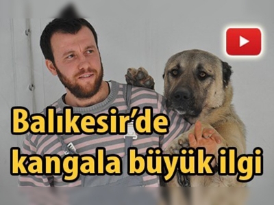 Kangal yavruları adeta kapışıldı